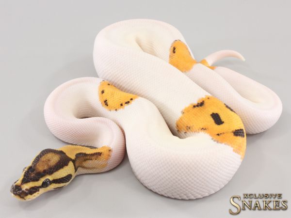 1.0 Orange Dream Fire Piebald het Hypo 2023