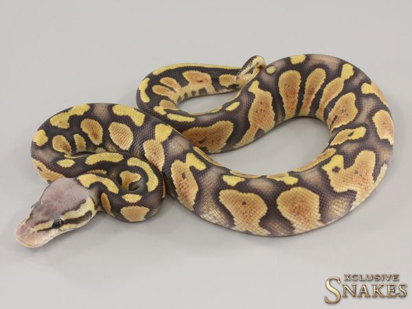 0.1 Chocolate Pastel Hypo het Desert Ghost 2023