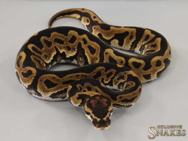 1.0 Leopard Het Red Axanthic double het Hypo Clown 2023