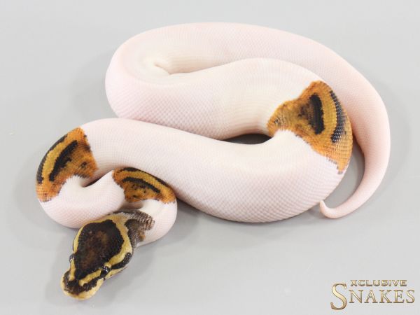 1.0 Piebald double het Hypo Clown 2026
