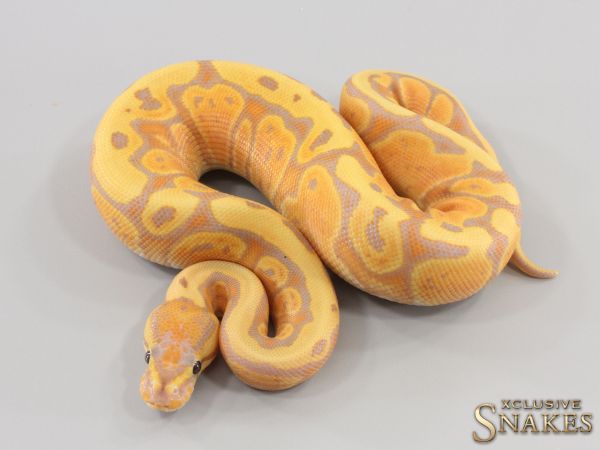 0.1 Coral Glow Red Stripe pos Special het Clown 2023