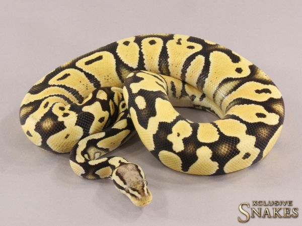 1.0 Pastel Desert Ghost het Cryptic 50% het Ultramel 2021