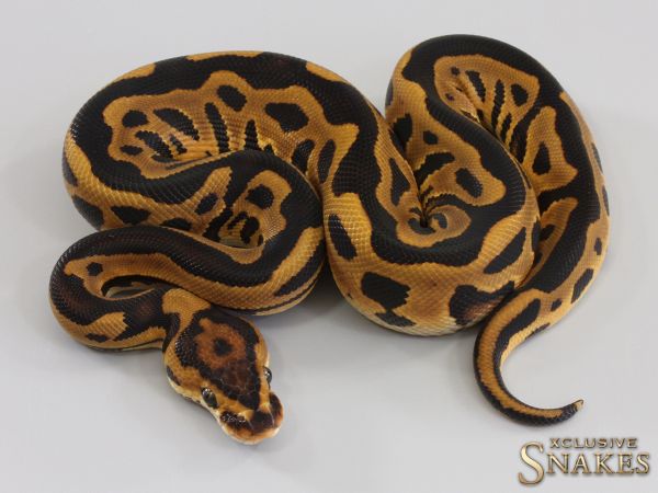 0.1 Leopard triple het Desert Ghost Clown Cryptic 2023