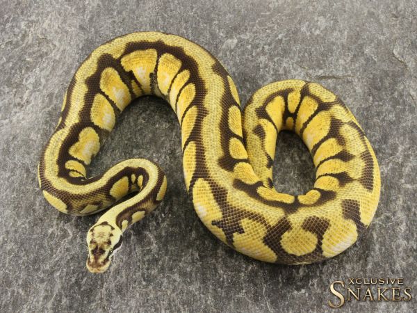 0.1 Pastel Enchi Spotnose het Desert Ghost 2021 - 1000g+