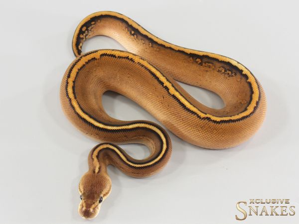 0.1 Special Gravel Black Pastel Wookie het Clown 2026