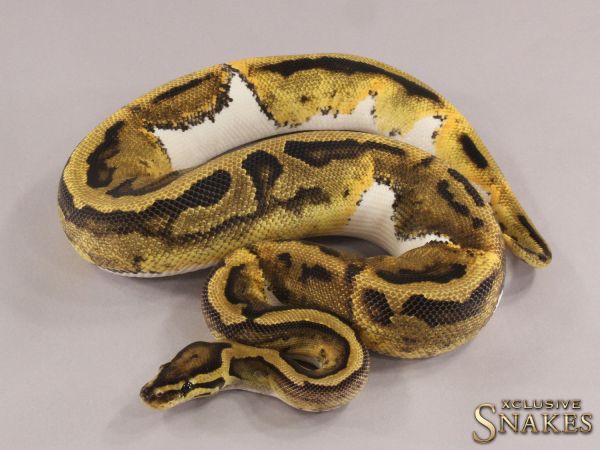 0.1 Vanilla Piebald 2021 (1630g @03/2024)