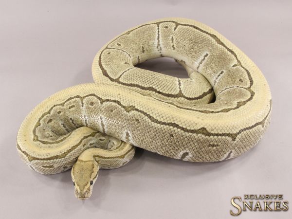 0.1 Pinstripe Desert Ghost pos het Cryptic 2011