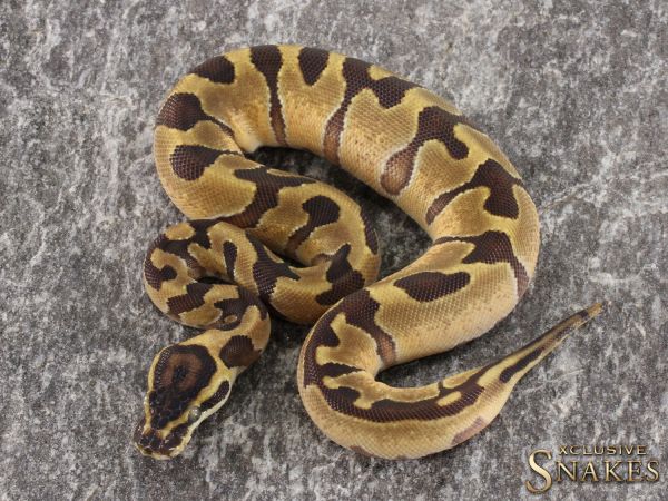 0.1 Special Enchi het Piebald 2021