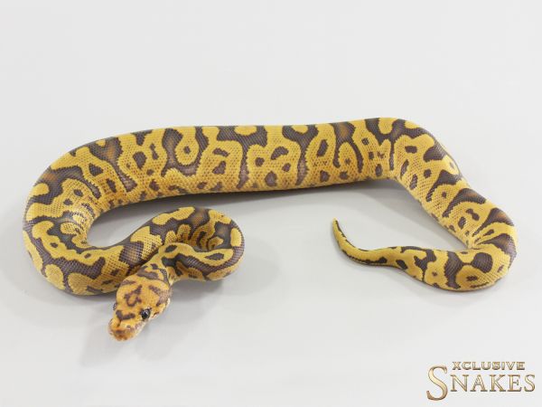 0.1 Confusion Hypo Clown 2026