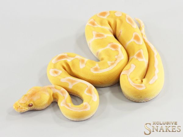 0.1 Enchi Lavender Clown het Piebald 2026