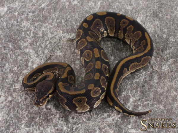 1.0 Copper het Piebald 2021