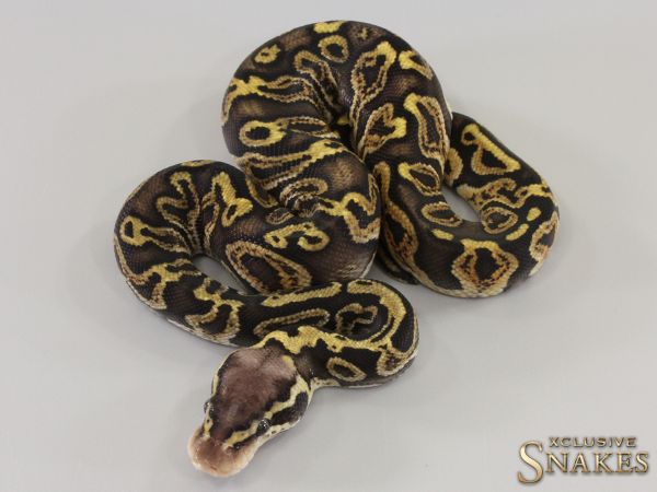 1.0 Pastel GHI double het Black Axanthic Clown 2023