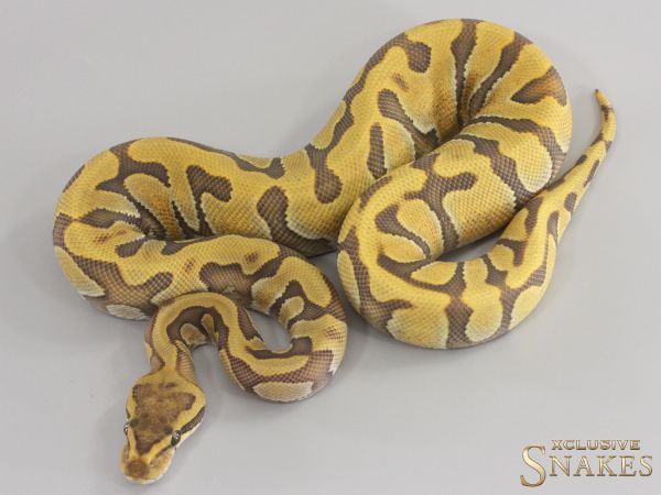 0.1 Cypress Enchi NR Mandarin het Hypo 2023