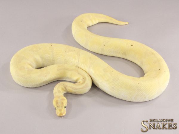 0.1 Super Enchi Banana het Desert Ghost 2019