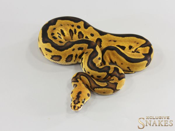 0.1 Lace Spotnose Leopard Clown double het Hypo Piebald 2026