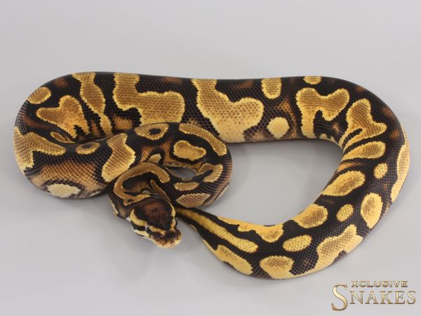 0.1 Orange Dream Gravel Double het Clown Piebald 2023