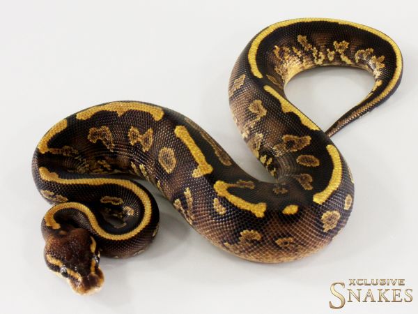 1.0 GHI Copper Yellow Belly het Piebald 2025