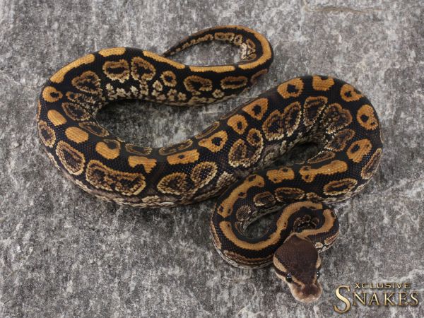 1.0 Black Pastel Yellow Belly / Gravel het Hypo 50% het Clown 2021