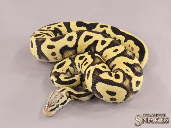 1.0 Pastel Leopard Desert Ghost het Clown 2021