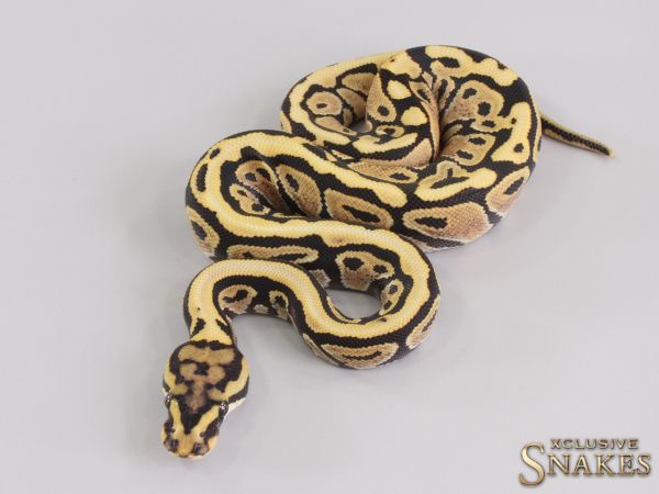 1.0 Spotnose Desert Ghost het Hypo 2023