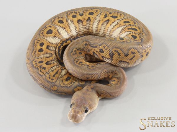 0.1 Special Black Pastel Clown Hypo 2026