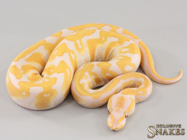 1.0 Lavender double het Clown Piebald 2023