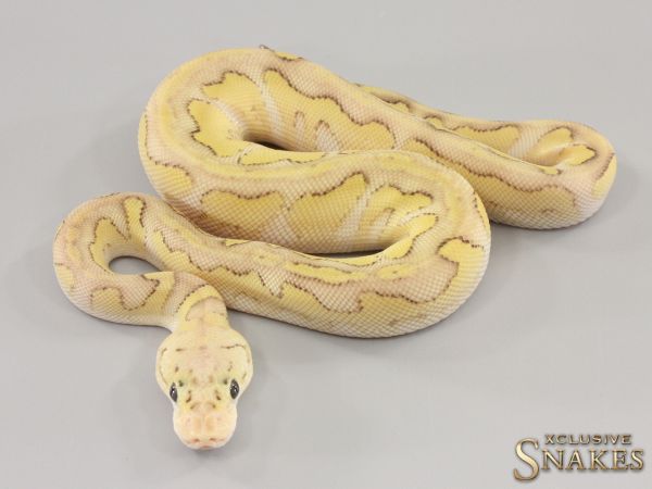 0.1 Het Red Axanthic Pastel Lesser Clown double het Hypo Desert Ghost 2023