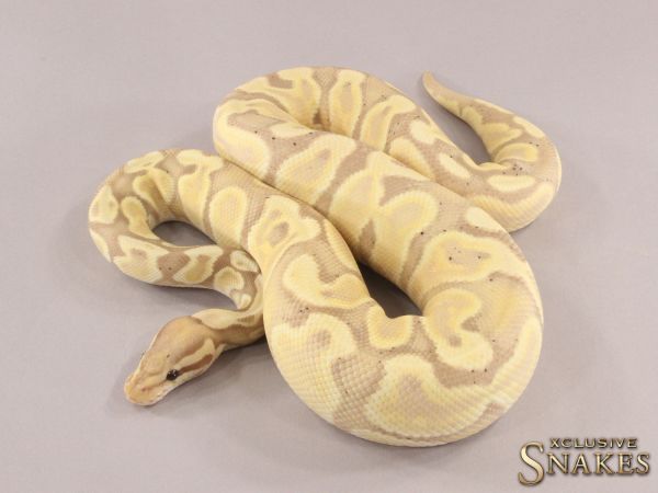 0.1 Banana GHI Desert Ghost 2021 (1890g @03/2024)