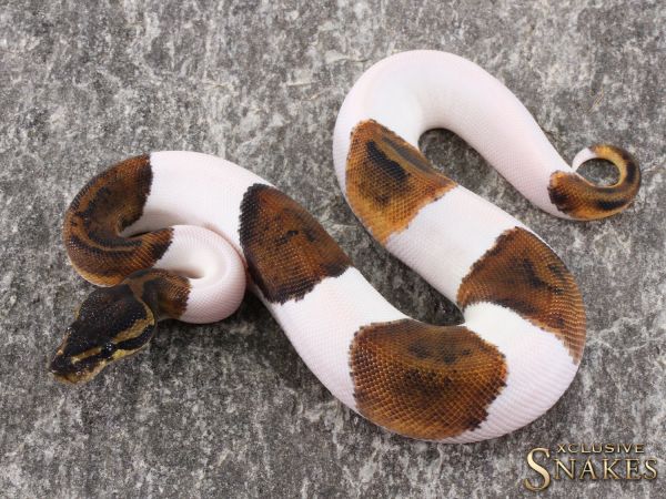 1.0 Copper Piebald 2021