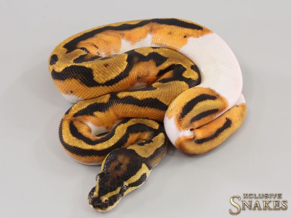 0.1 Orange Dream Piebald het Hypo 2023