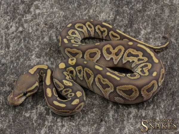 0.1 Het Red Axanthic Mojave Hypo 50% het Clown 2021