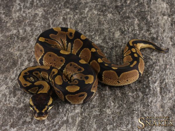 1.0 Double het Desert Ghost Piebald 2022