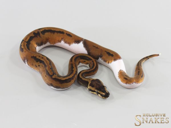 0.1 Confusion Piebald 2026