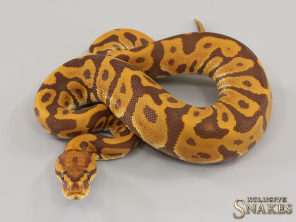 0.1 Leopard Ultramel het Clown 2023