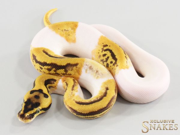1.0 Pastel Enchi Leopard (Red Stripe) Piebald double het Desert Ghost Clown 2026