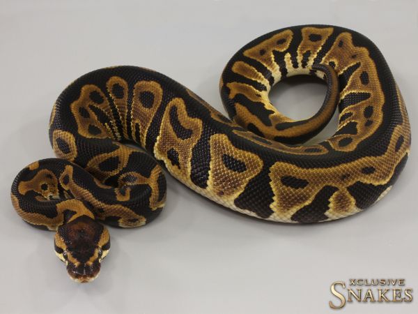 1.0 Leopard triple het Lavender Clown Piebald 2023