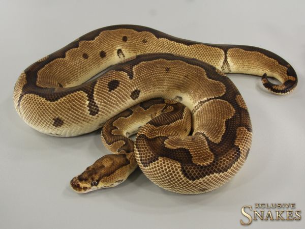 0.1 Yellow Belly Clown 2017 *FOR SALE AFTER EGGLAYING*