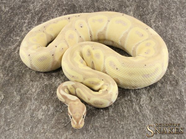 1.0 Banana Het Red Axanthic Desert Ghost 2020