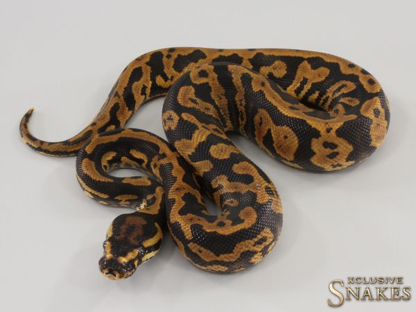 0.1 Confusion Yellow Belly het Piebald 2023