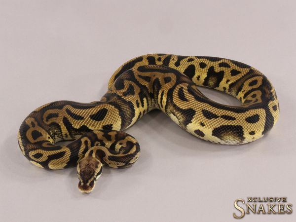 1.0 Pastel Leopard triple het Ultramel Cryptic Desert Ghost 2021