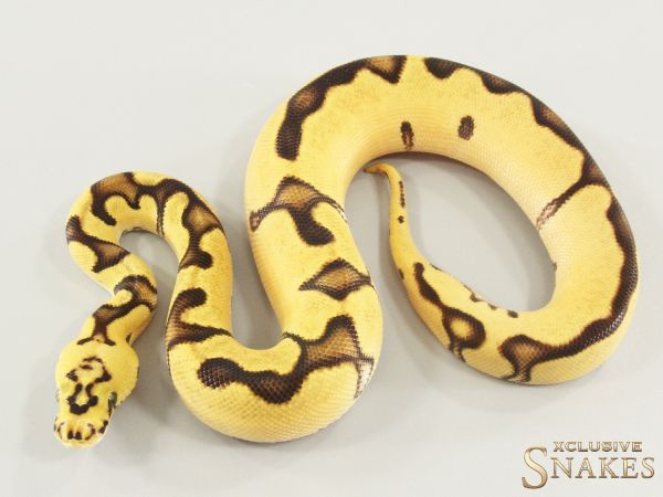 0.1 Enchi Pastel Orange Dream Clown het Piebald 2026