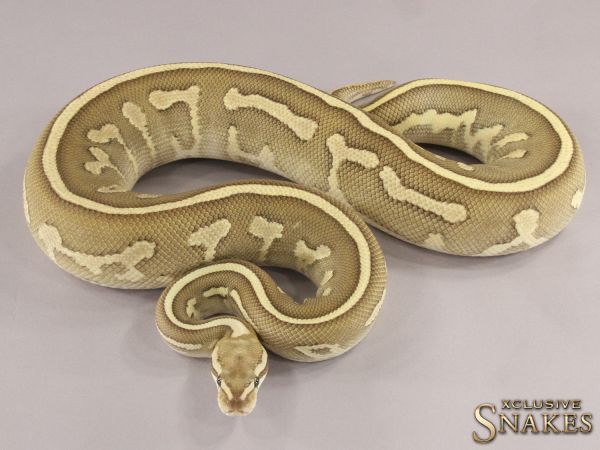 0.1 Butter Fire Leopard het Clown 2021 (1760g @09/2023)