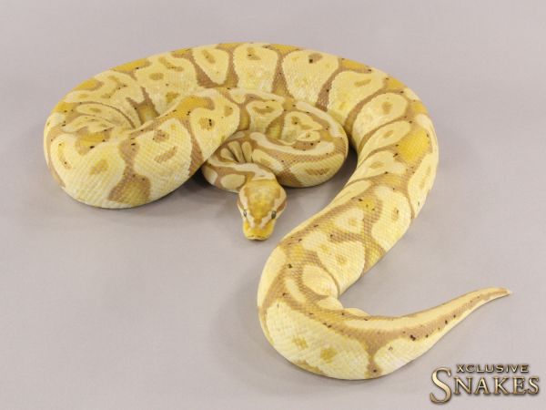 0.1 Banana Pastel 66% het Piebald pos het Axanthic 2015 (2100g, Follicle 11mm @01/2023)