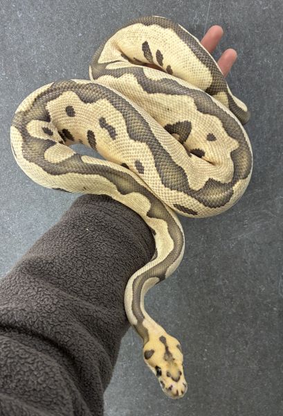 1.0 Leopard Desert Ghost Clown 2023