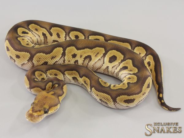 1.0 Mojave Clown double het Hypo Desert Ghost 2023