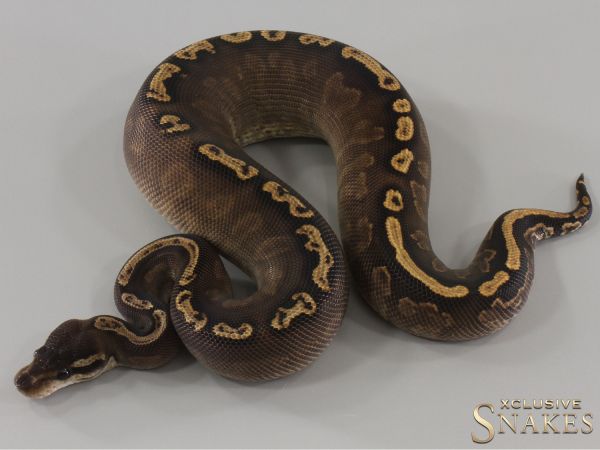 0.1 Black Pastel pos Gravel GHI het Desert Ghost 2024 (750g 11/2025)
