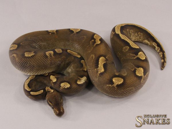 1.0 Copper GHI Yellow Belly 50% het Piebald 2019