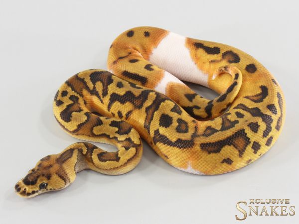 1.0 Clown Piebald het Lavender 2026