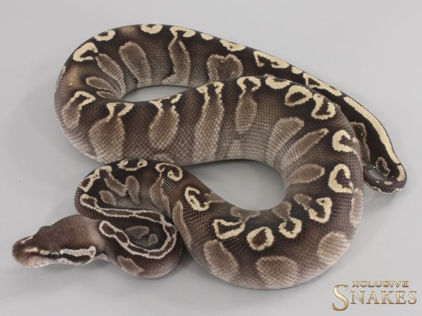 1.0 Mystic/Mojave GHI Het Red Axanthic 2023