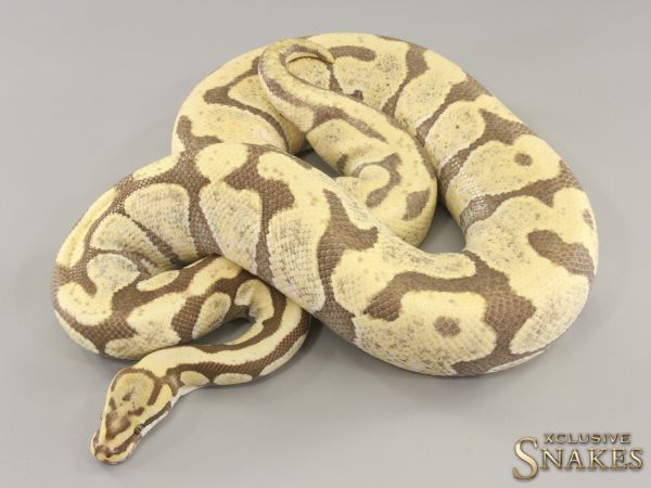 0.1 Enchi Spotnose Desert Ghost 2018